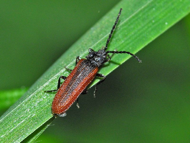 Un coleottero rossiccio e nero: Omalisus fontisbellaquaei (Omalisidae)
